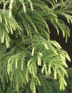 CRYPTOMERIA japonica SEKKAN SUGI