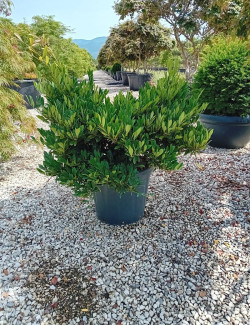 DISTYLIUM myricoides BLUE CASCADE En pot de 30-35 litres buisson hauteur 080-100 cm