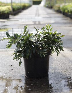 DISTYLIUM myricoides BLUE CASCADE En pot de 10-12 litres buisson hauteur 040-050 cm