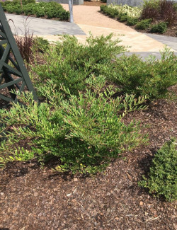 DISTYLIUM myricoides BLUE CASCADE