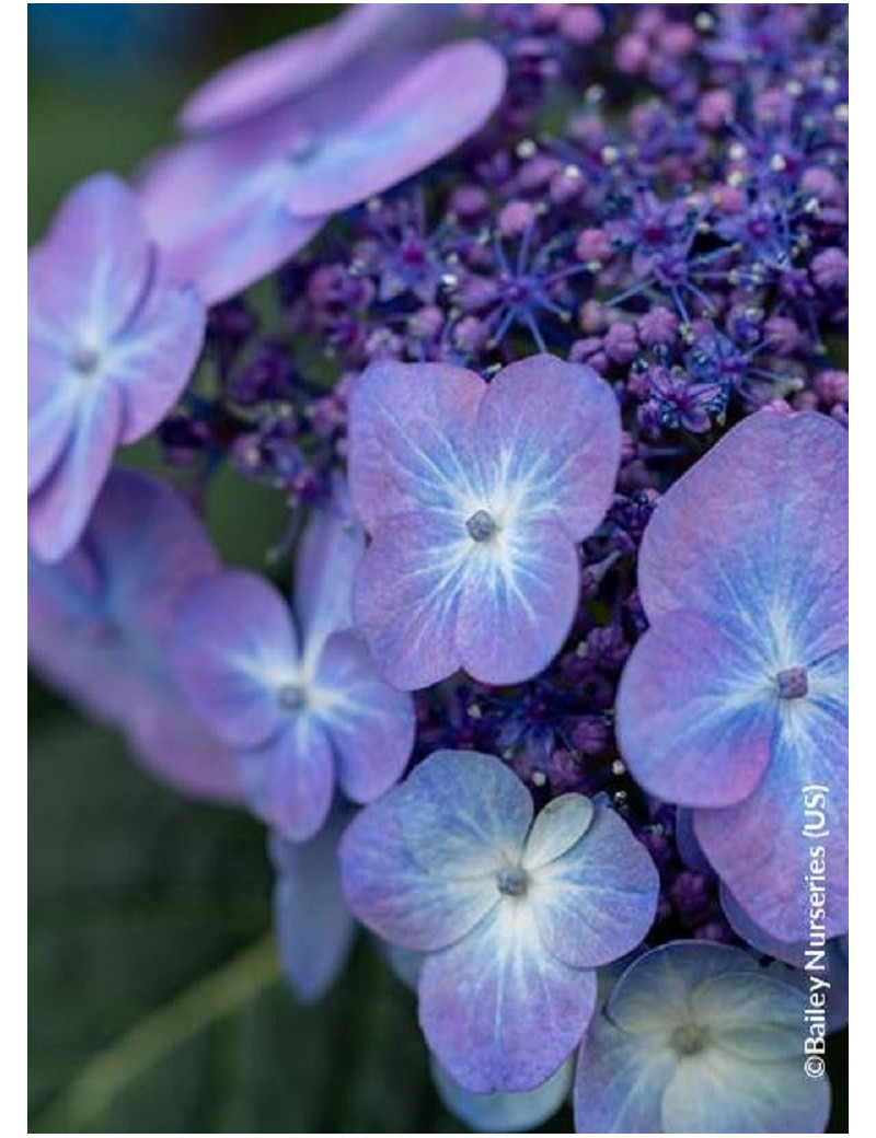 HYDRANGEA ENDLESS SUMMER POP STAR BLEU HYDRANGEA ENDLESS SUMMER POP STAR BLEU