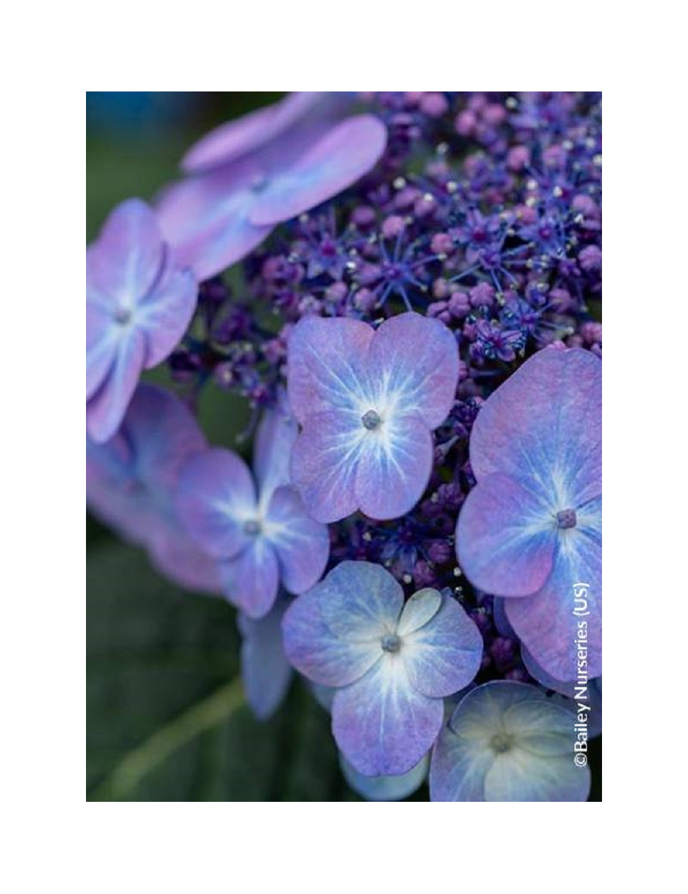 HYDRANGEA ENDLESS SUMMER POP STAR BLEU