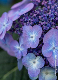 HYDRANGEA ENDLESS SUMMER POP STAR BLEU
