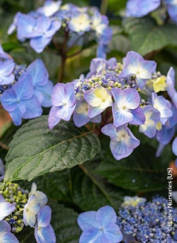 HYDRANGEA ENDLESS SUMMER POP STAR BLEU