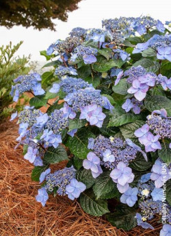 HYDRANGEA ENDLESS SUMMER POP STAR BLEU