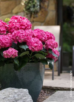 HYDRANGEA ENDLESS SUMMER SUMMER LOVE