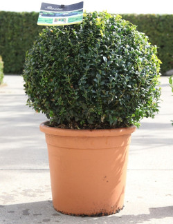 BUXUS sempervirens En pot forme boule