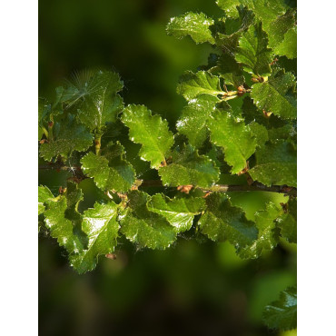 NOTHOFAGUS antartica