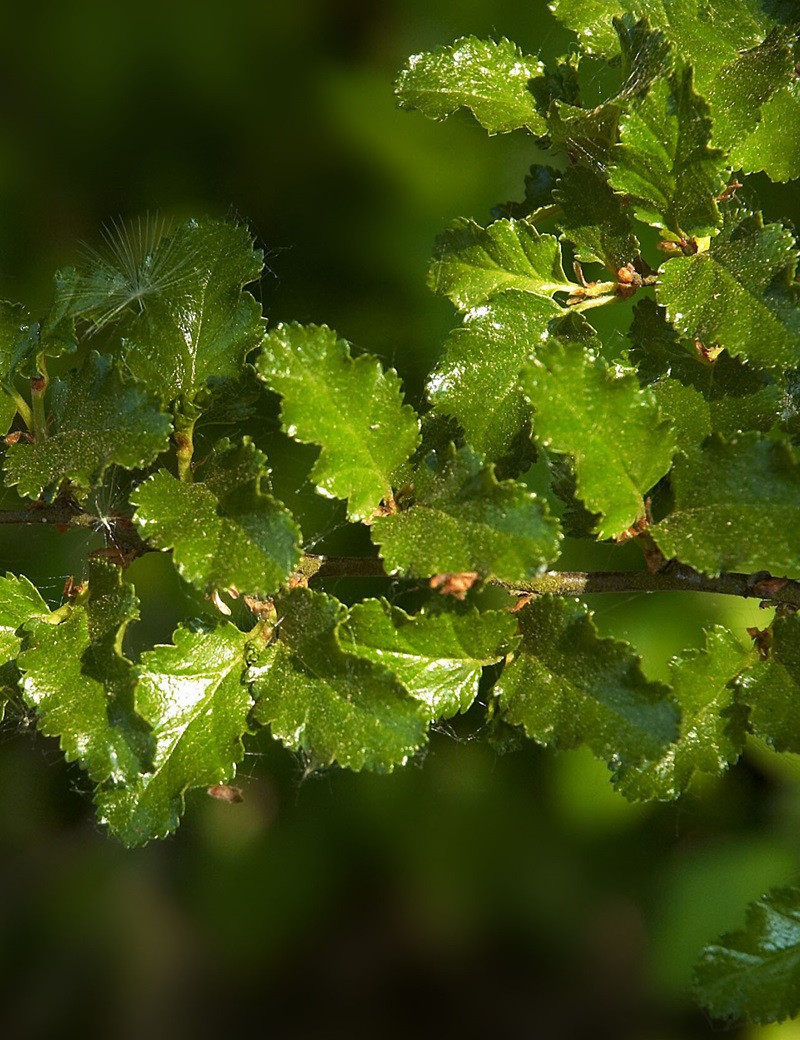 NOTHOFAGUS antartica