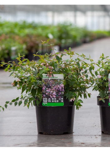 ABELIA EDWARD GOUCHER En pot de 3-4 litres buisson hauteur 020-030 cm