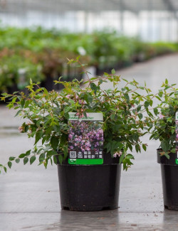 ABELIA EDWARD GOUCHER En pot de 3-4 litres buisson hauteur 020-030 cm