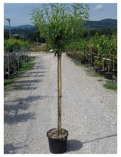 AMANDIER PRINCESSE En pot de 10-12 litres tige hauteur du tronc 090-110 cm