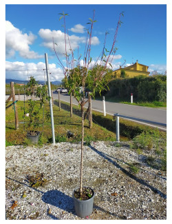 AMANDIER En pot de 15-20 litres forme tige hauteur du tronc 090-110 cm