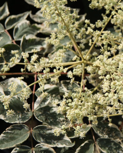 ARALIA elata VARIEGATA