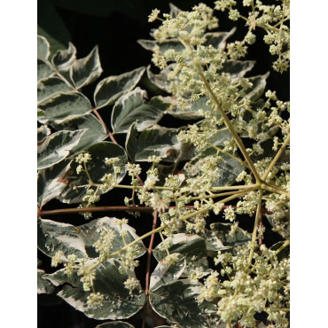 ARALIA elata VARIEGATA