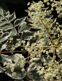 ARALIA elata VARIEGATA