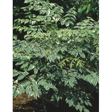 ARALIA elata VARIEGATA