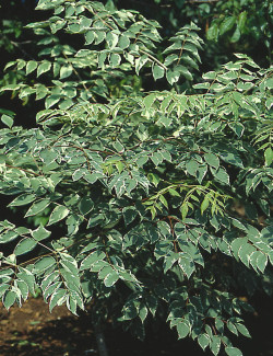 ARALIA elata VARIEGATA