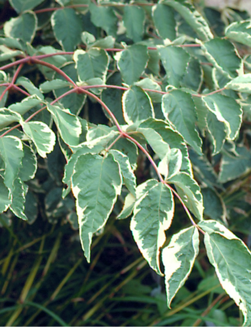 ARALIA elata VARIEGATA