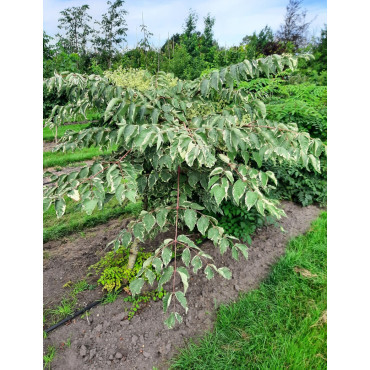 ARALIA elata VARIEGATA