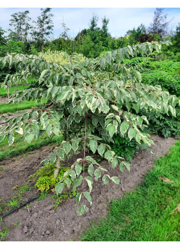 ARALIA elata VARIEGATA