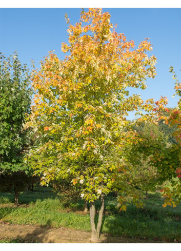 ACER freemanii AUTUMN BLAZE