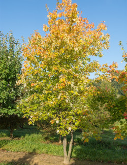 ACER freemanii AUTUMN BLAZE