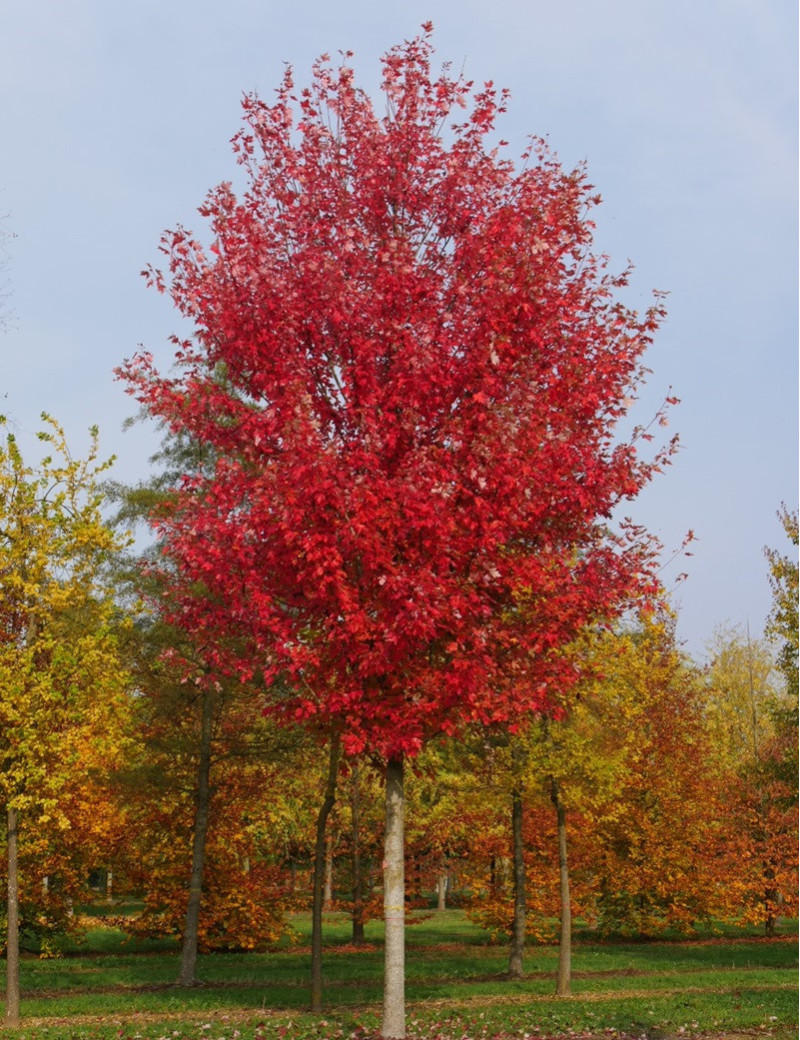 ACER freemanii AUTUMN BLAZE