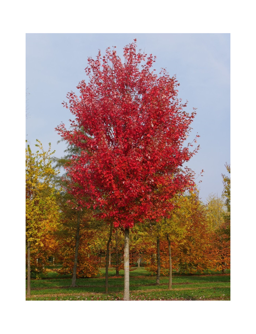 ACER freemanii AUTUMN BLAZE