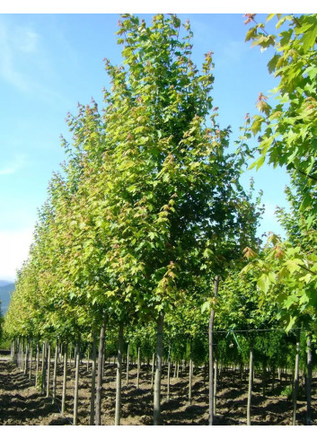 ACER freemanii AUTUMN BLAZE