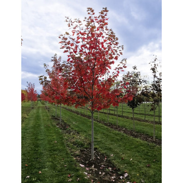 ACER freemanii AUTUMN BLAZE