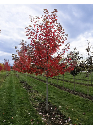 ACER freemanii AUTUMN BLAZE