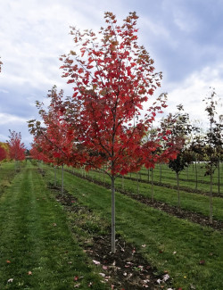 ACER freemanii AUTUMN BLAZE