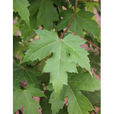 ACER freemanii AUTUMN BLAZE