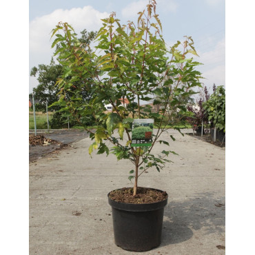 ACER ginnala BAILEY COMPACT En pot de 10-12 litres