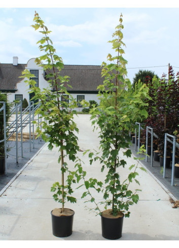 ACER rubrum FAIRVIEW FLAME En pot de 12-15 litres baliveau hauteur 150-175 cm