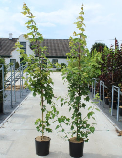 ACER rubrum FAIRVIEW FLAME En pot de 12-15 litres baliveau hauteur 150-175 cm