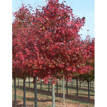 ACER rubrum FAIRVIEW FLAME