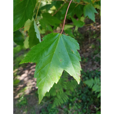 ACER rubrum FAIRVIEW FLAME