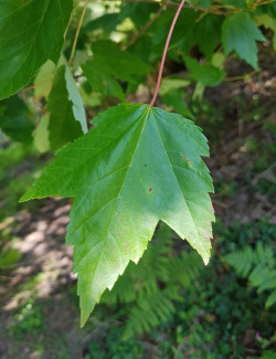 erable-rouge-fairview-flame-acer-rubrum-fairview-flame-2.jpg