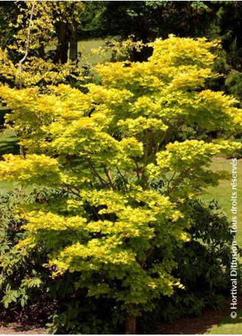 ACER shirasawanum AUREUM