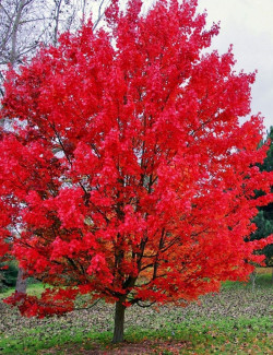 erable-rouge-october-glory-acer-rubrum-october-glory.jpg