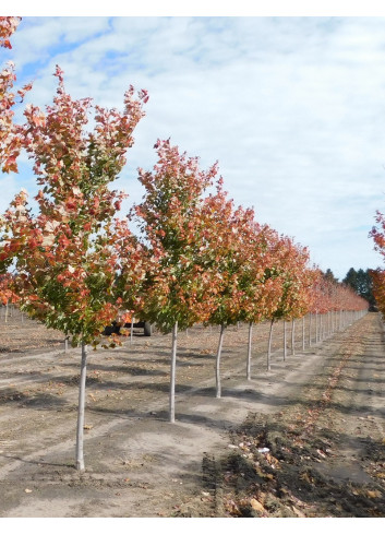 ACER rubrum OCTOBER GLORY