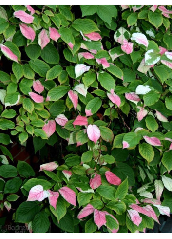 ACTINIDIA kolomikta