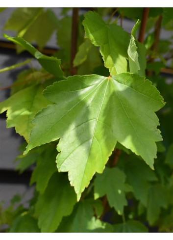 ACER rubrum OCTOBER GLORY