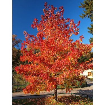 ACER rubrum OCTOBER GLORY