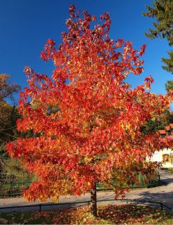 erable-rouge-october-glory-acer-rubrum-october-glory-3.jpg