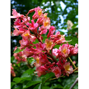 AESCULUS carnea BRIOTII