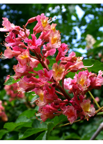 AESCULUS carnea BRIOTII