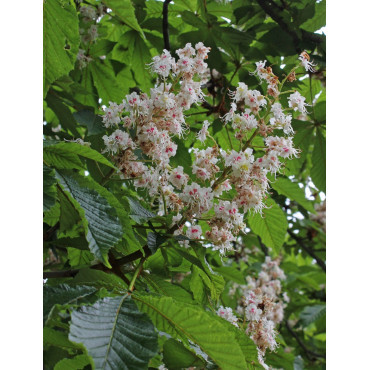 AESCULUS hippocastanum